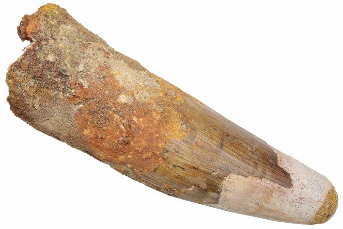 Fossil Spinosaurus Tooth - Huge Dinosaur Tooth #230547